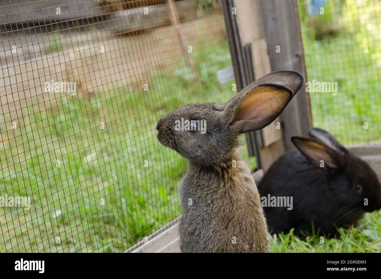 Ein kleines graues Kaninchen, 2 Monate alt, die Flandern Rasse steht in einem Corral auf grünem Gras. Natürliche Landschaft, selektiver Fokus Stockfoto