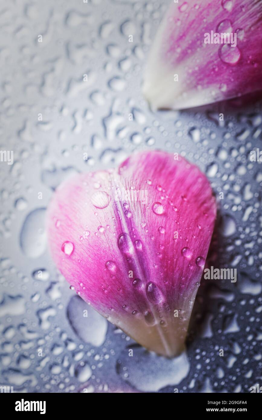 Nahaufnahme von Wassertropfen auf kleinen Blütenblättern Stockfoto