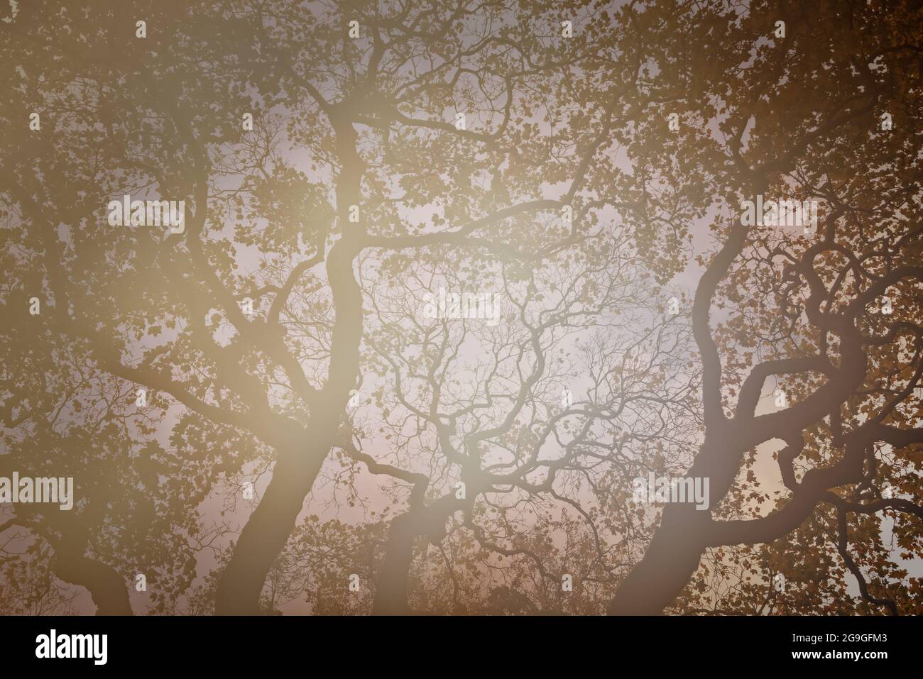 Niedrige Sicht auf ältere Bäume mit sanftem Licht Stockfoto