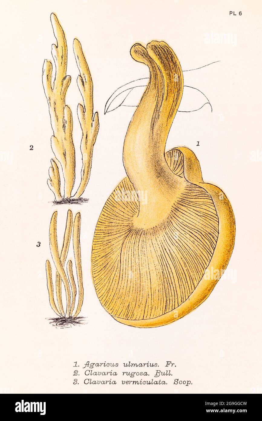 Agaricus ulmarius, Clavaria rugosa & Clavaria vermiculata Illustrationen aus Mordecai Cooke's 'Plain & Easy Account of British Fungi' 1876. Stockfoto