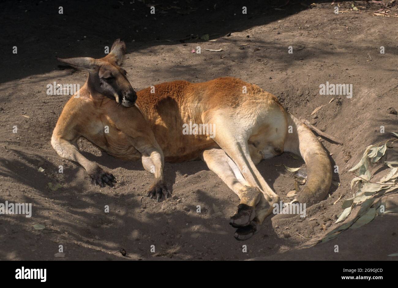 Das rote Känguru (Osphranter rufus) ist das größte aller Kängurus, das größte in Australien heimische terrestrische Säugetier und das größte erhaltene Marsup Stockfoto