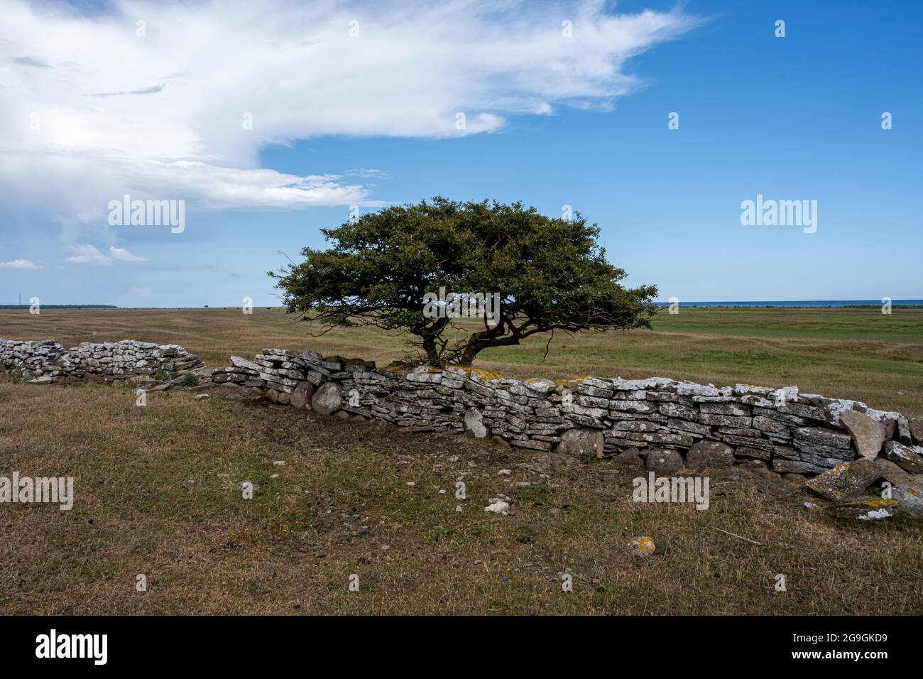 Ein Baum in einer Moorlandschaft. Bild von der Ostseeinsel Oland Stockfoto
