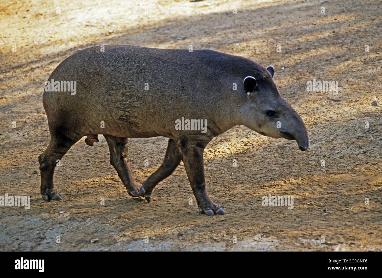 Das Tapir ist ein großes, pflanzenfressendes Säugetier, ähnlich wie ein Schwein, mit einem kurzen, prähensilen Nasenstamm. Tapire bewohnen Dschungel- und Waldregionen von Stockfoto