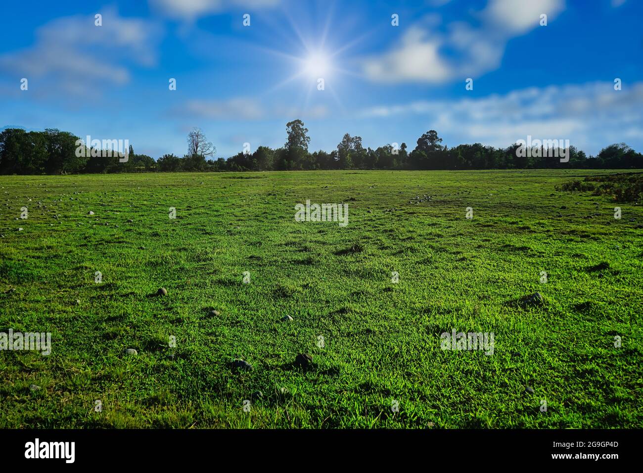 Natürliche Landschaft mit einem grünen Feld. Stockfoto