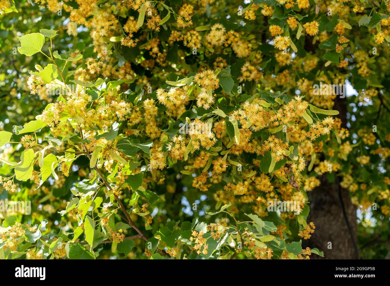 Zweige einer blühenden Linde gegen den Himmel. Stockfoto
