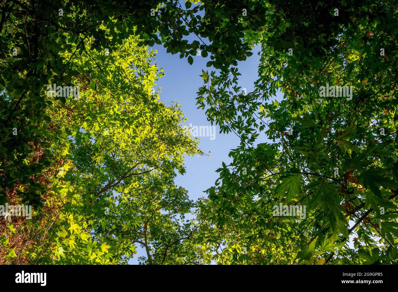 Baldachin von Populus (AKA Pappel, Espe oder Cottonwood) und dem Platanus orientalis (AKA Oriental Plane) der Alten Welt auf blauem Himmel Stockfoto