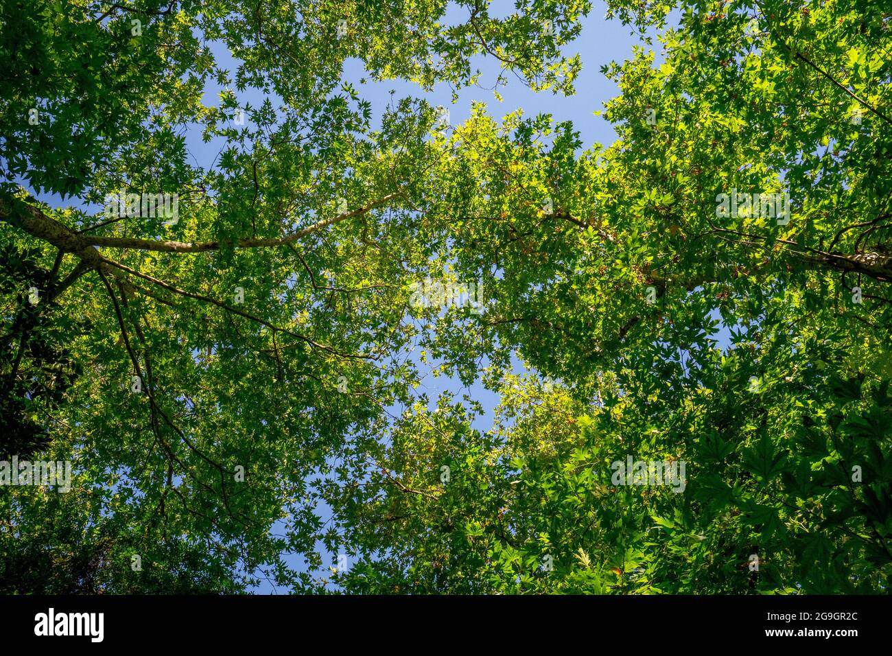 Baldachin von Populus (AKA Pappel, Espe oder Cottonwood) und dem Platanus orientalis (AKA Oriental Plane) der Alten Welt auf blauem Himmel Stockfoto
