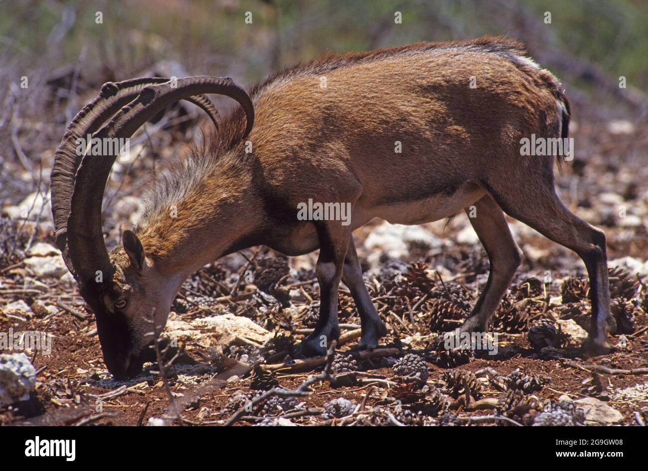 Wilde Ziege (Capra aegagrus). Diese Sorte wird geglaubt, daß die Vorfahren der heimischen Ziege zu sein Stockfoto