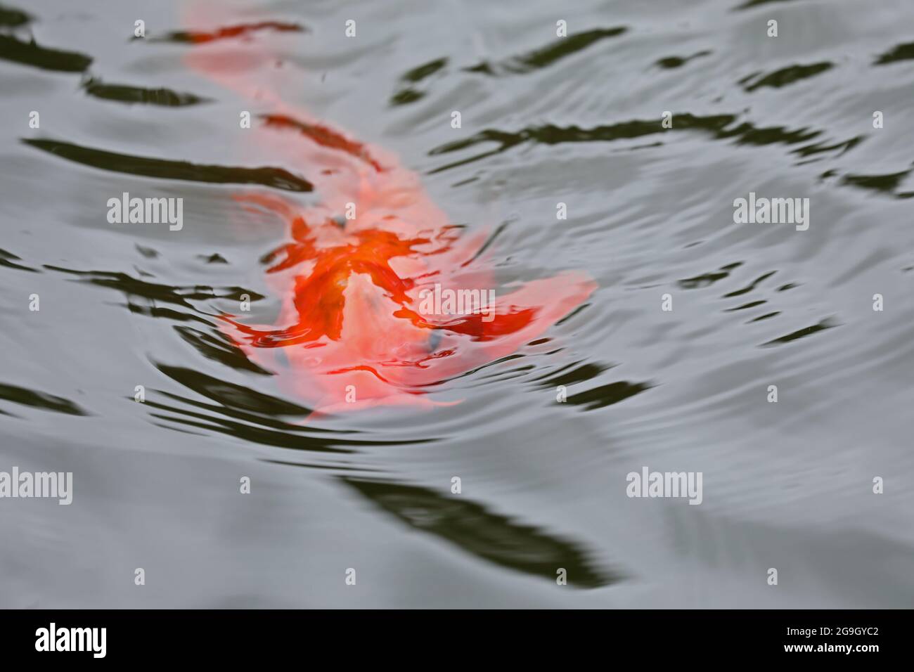 Koi Fische in einem Teich schwimmen Stockfoto