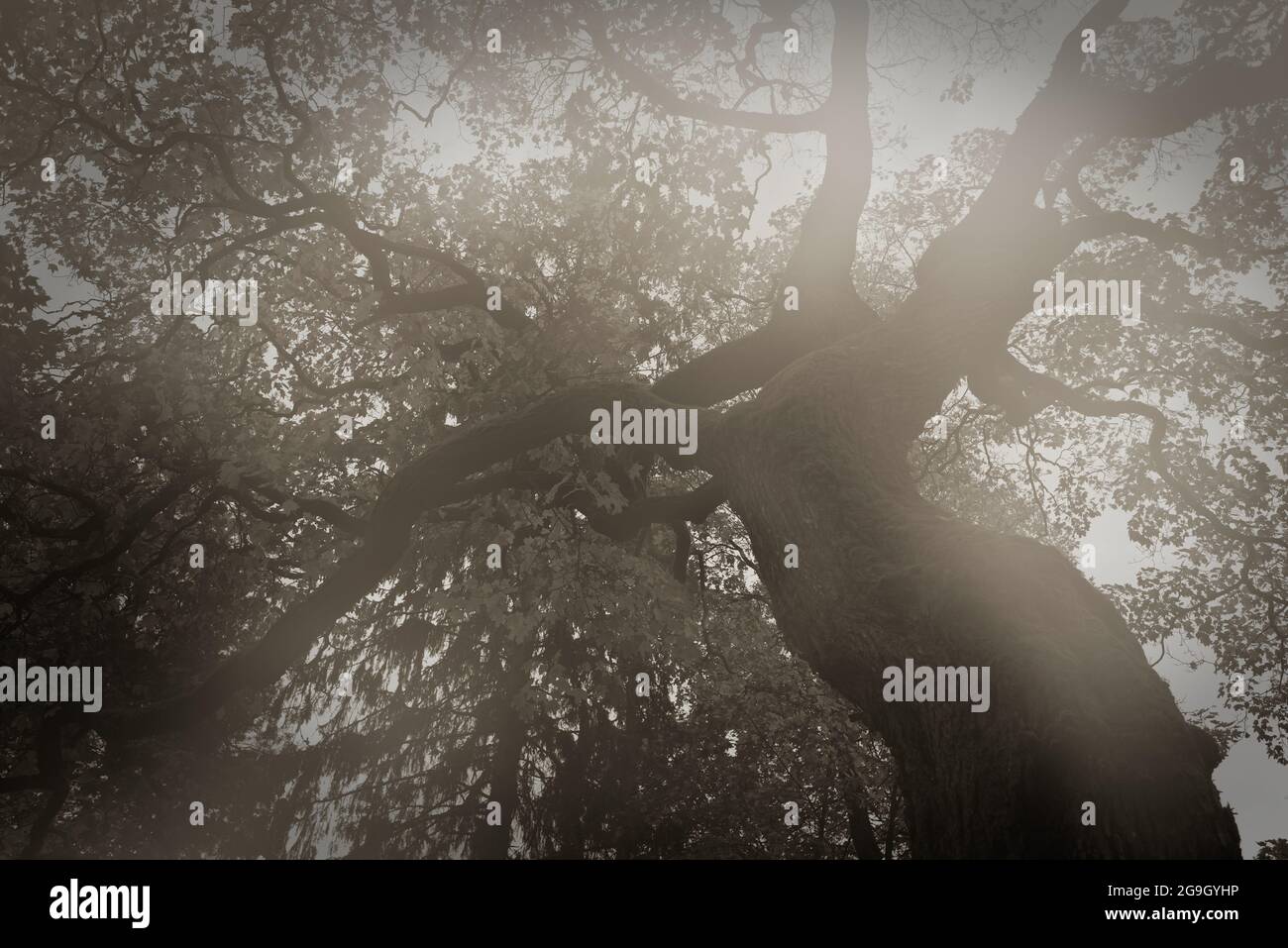 Niedrige Sicht auf ältere Bäume mit sanftem Licht Stockfoto