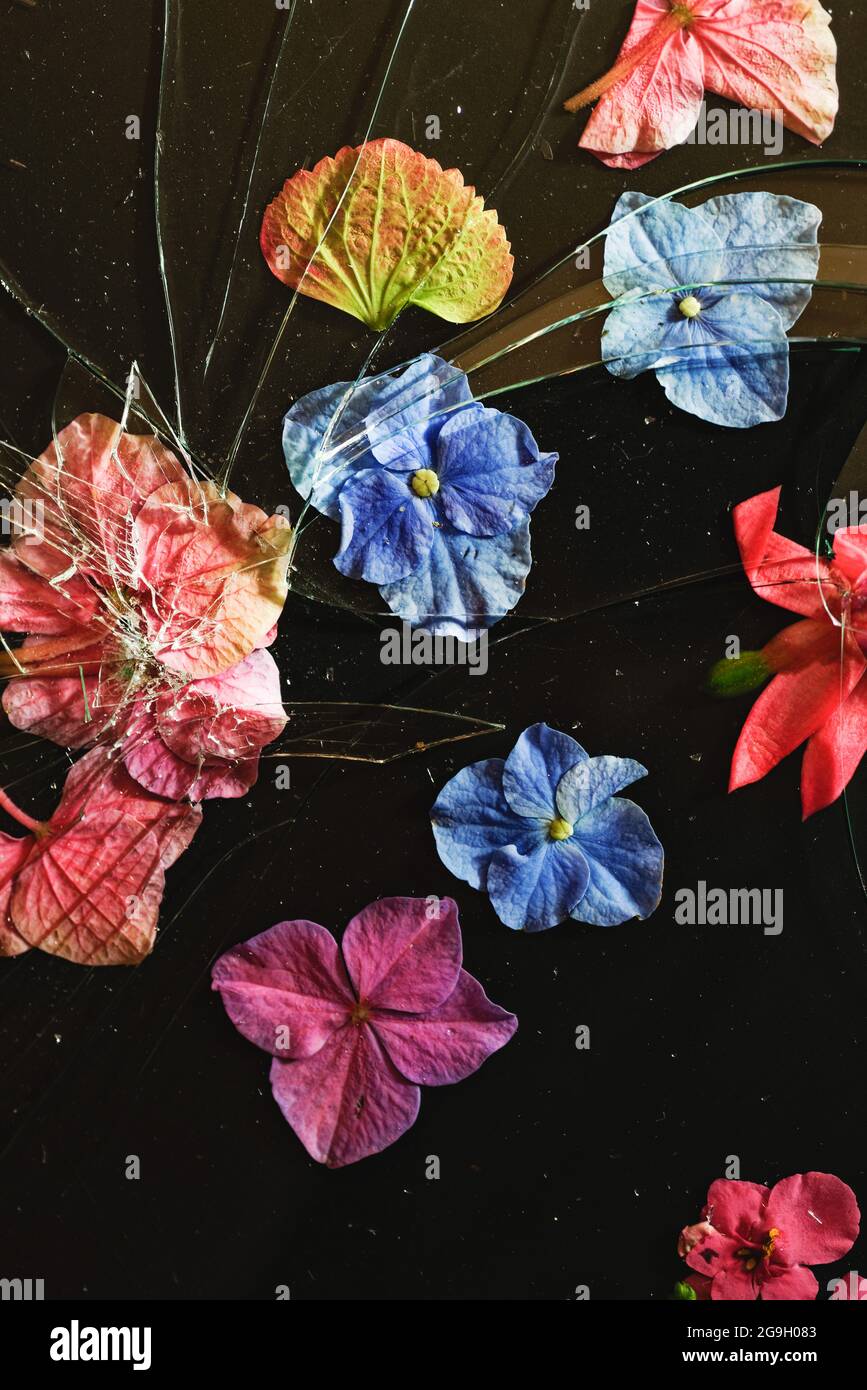 Blütenblätter unter zerbrochenem Glas Stockfoto