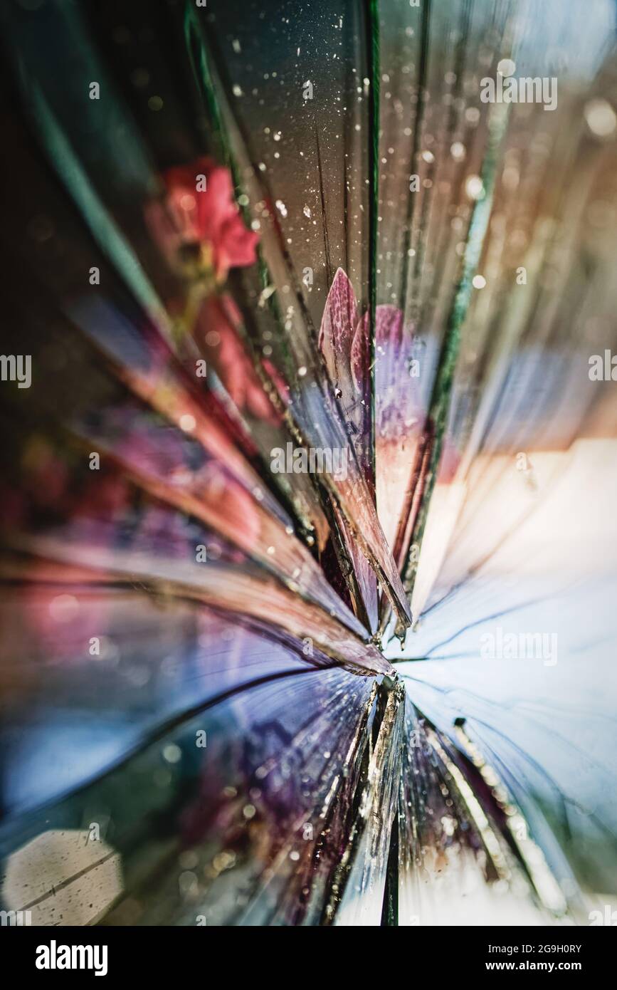 Blütenblätter unter zerbrochenem Glas Stockfoto