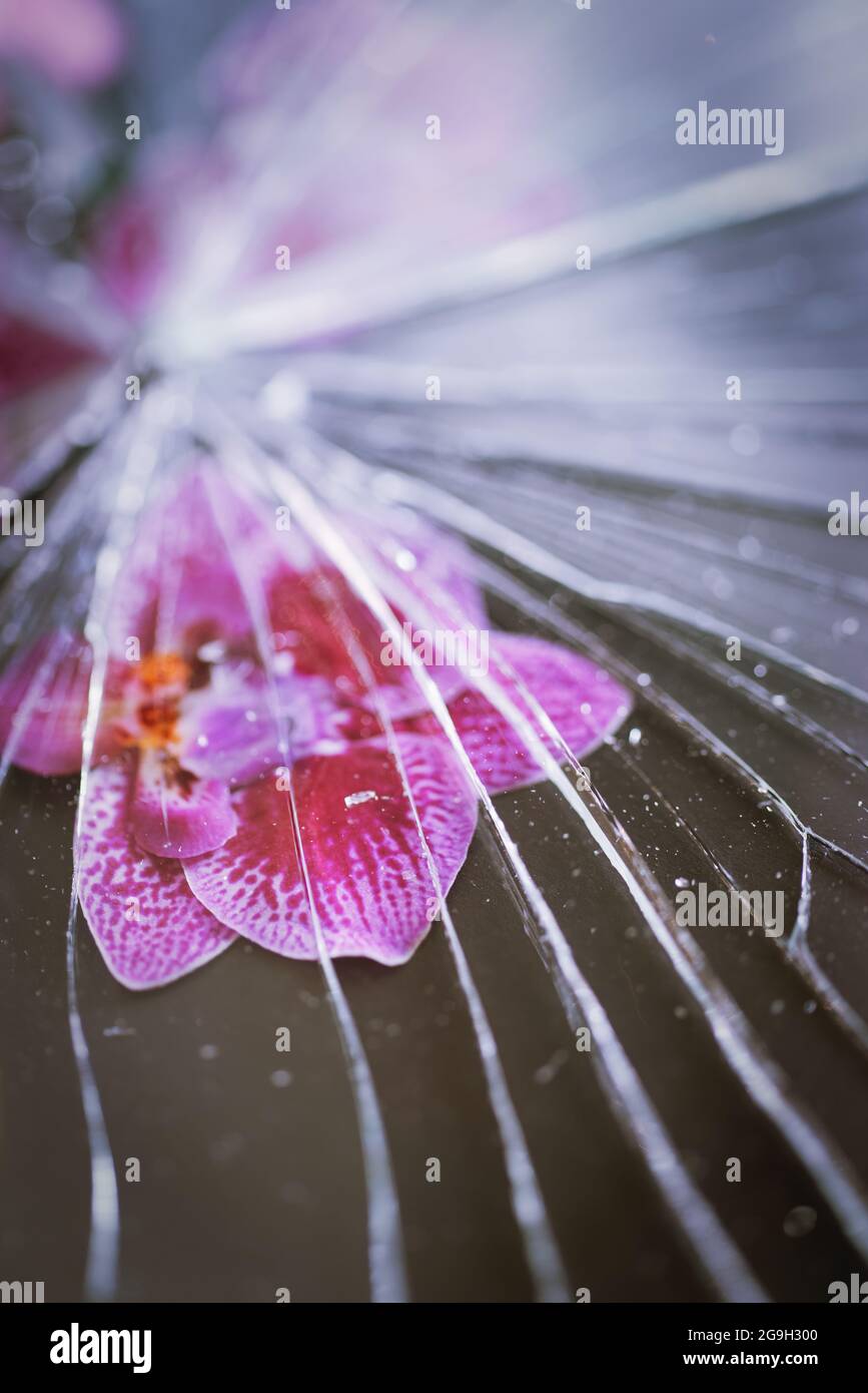 Blütenblätter unter zerbrochenem Glas Stockfoto