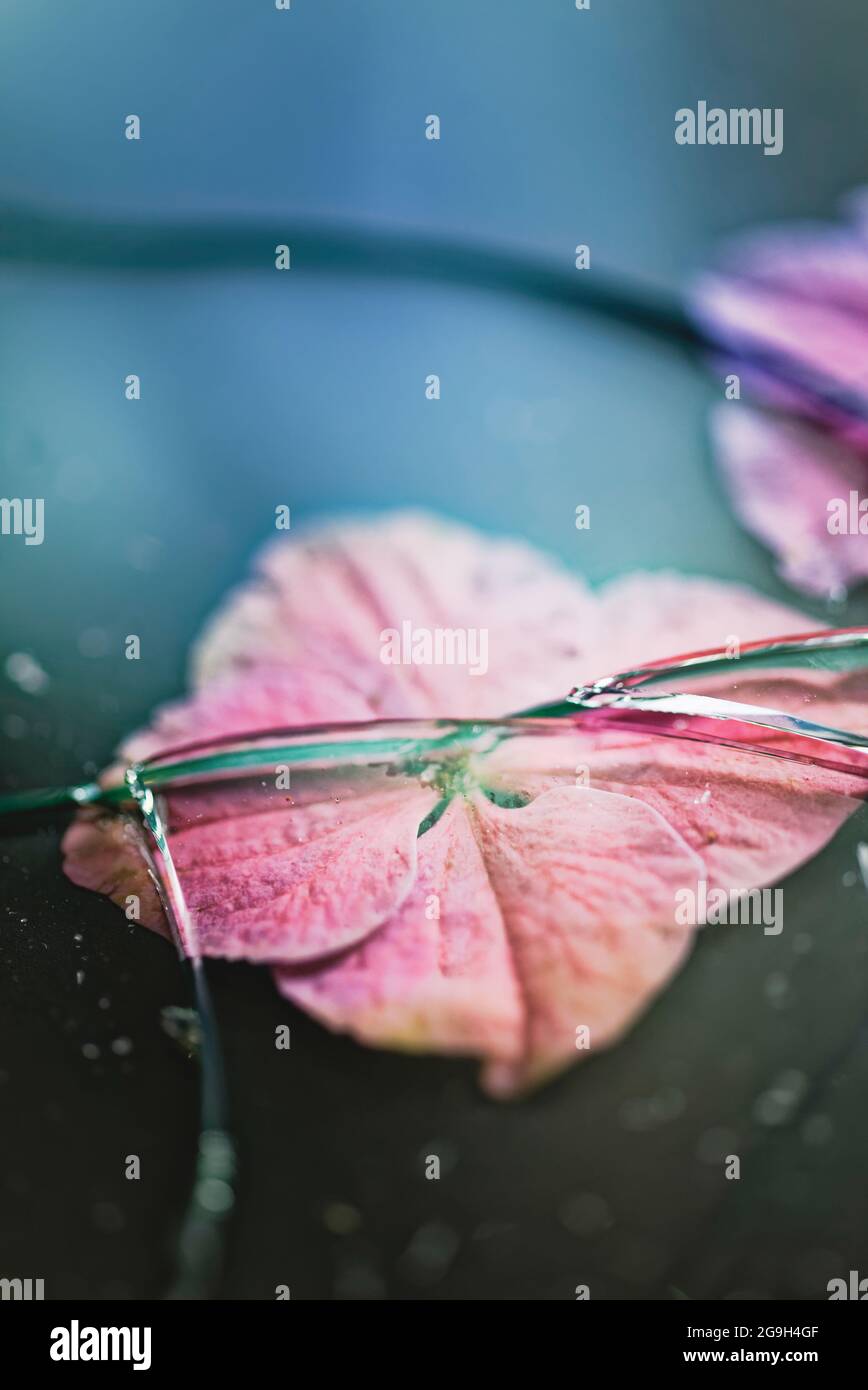 Blütenblätter unter zerbrochenem Glas Stockfoto