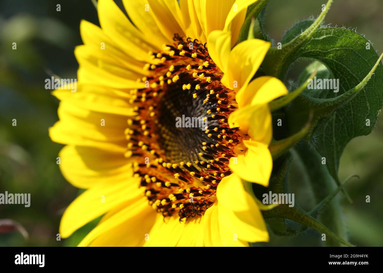 Nahaufnahme eines offenen Sonnenblumenkopfes (helianthus) Stockfoto