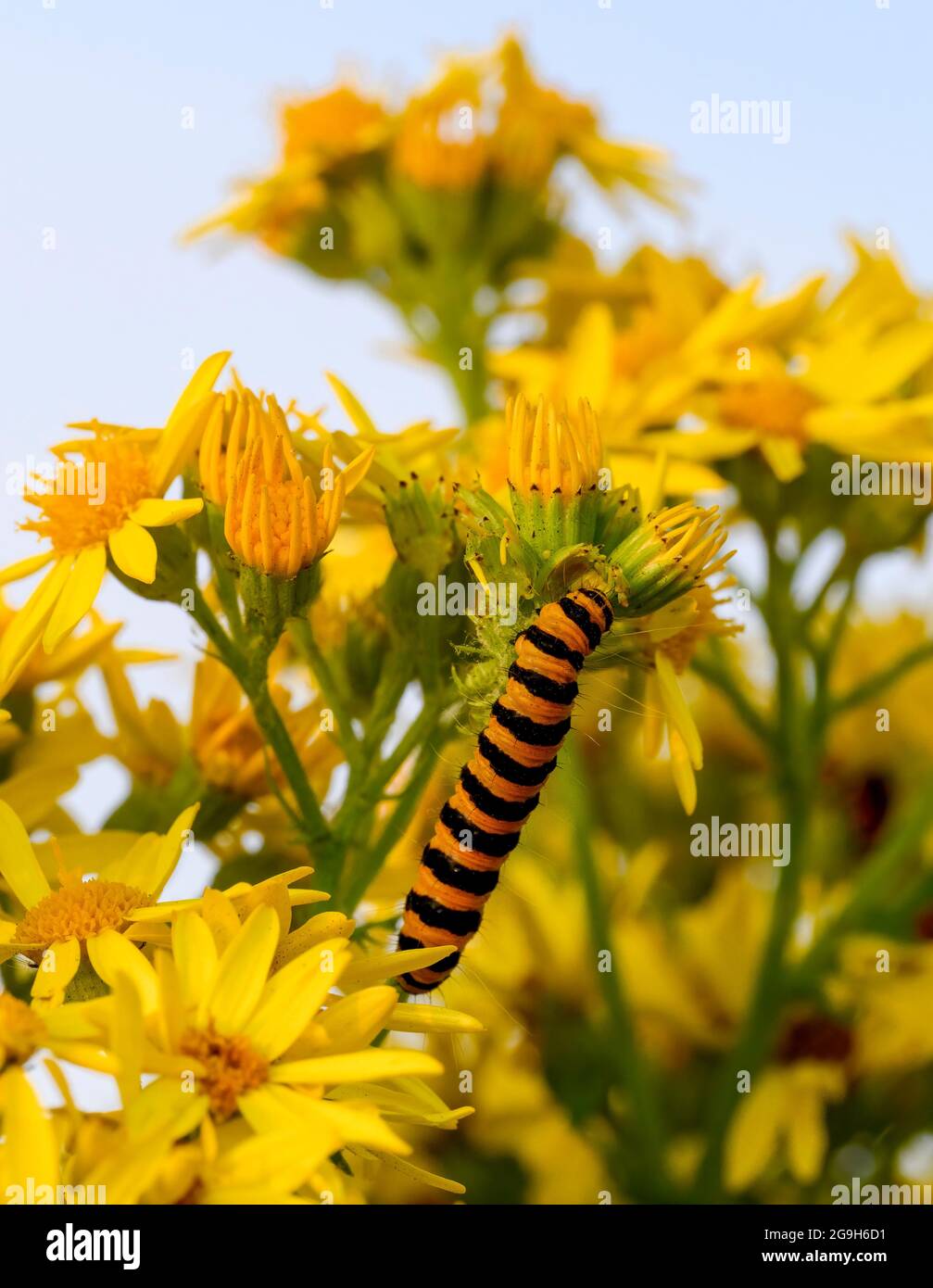 Eine markante schwarz-gelb gestreifte Raupe der Cinnabarmotte (Tyria jacobaeae), die sich von Ragwort ernährt Stockfoto