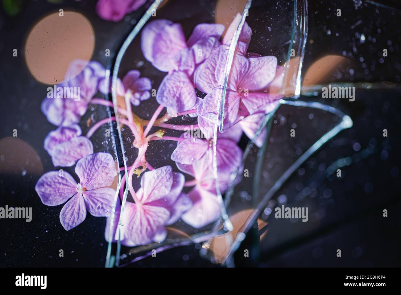 Blütenblätter unter zerbrochenem Glas Stockfoto