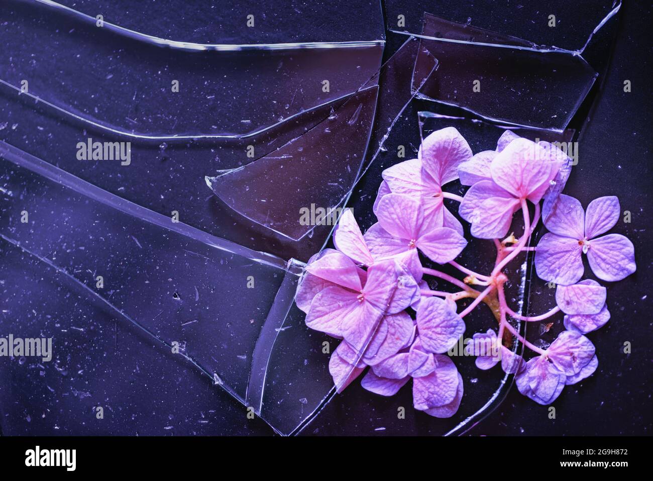 Blütenblätter unter zerbrochenem Glas Stockfoto