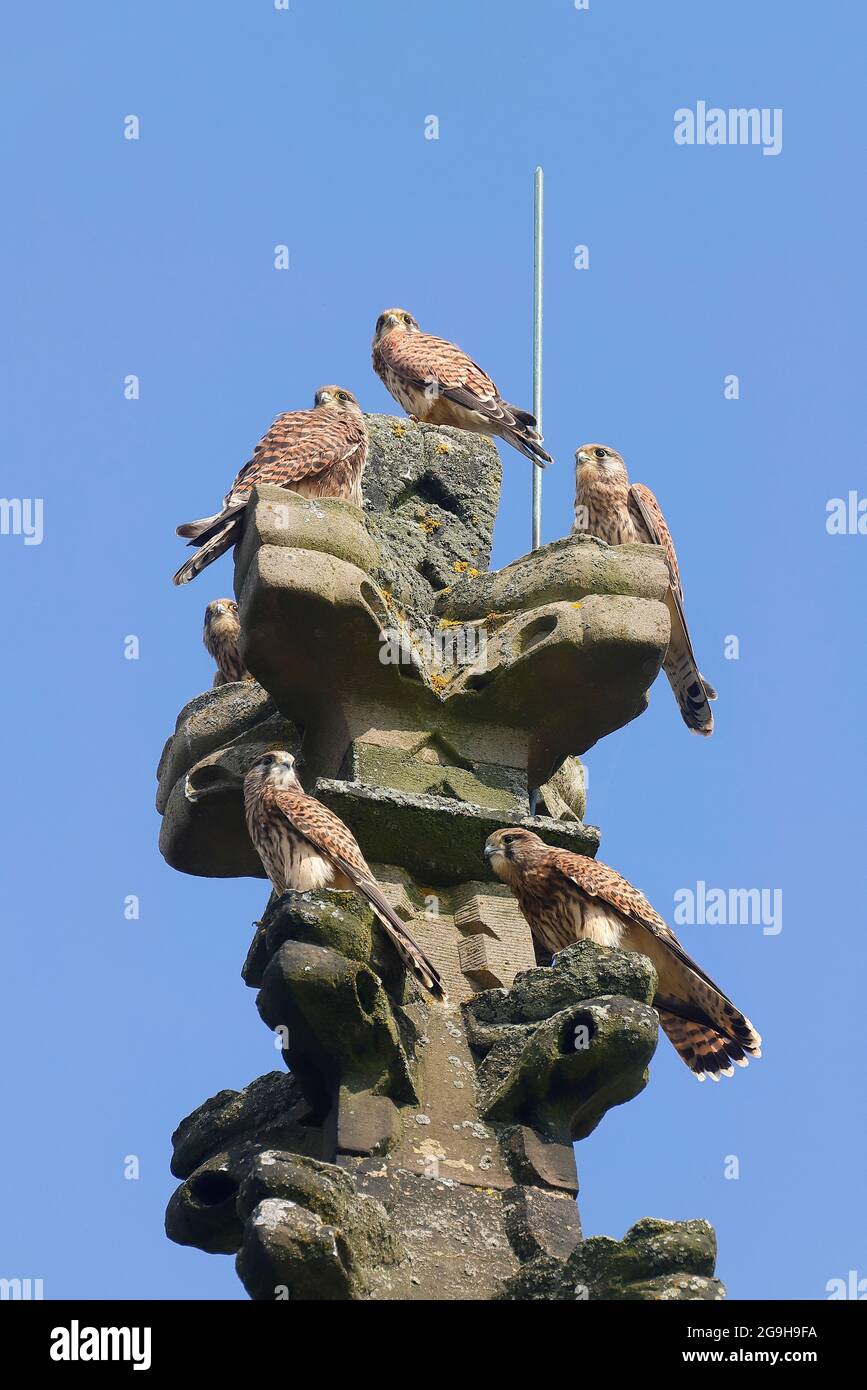 Eine Familie europäischer Turmfalken (Falco tinnunculus) auf einem Kirchturm-Gipfel Stockfoto