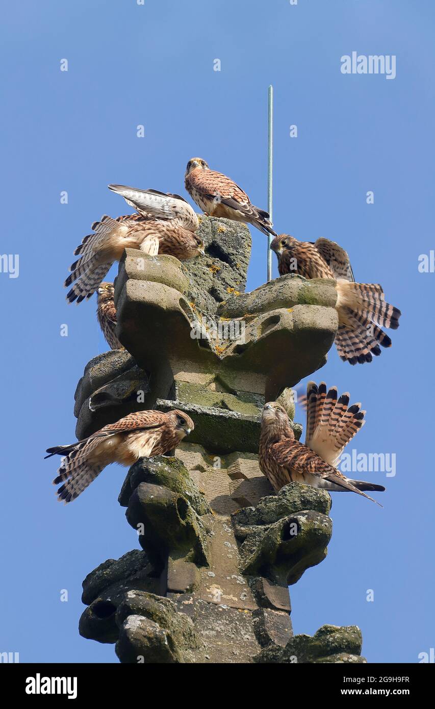 Eine Familie europäischer Turmfalken (Falco tinnunculus) auf einem Kirchturm-Gipfel Stockfoto