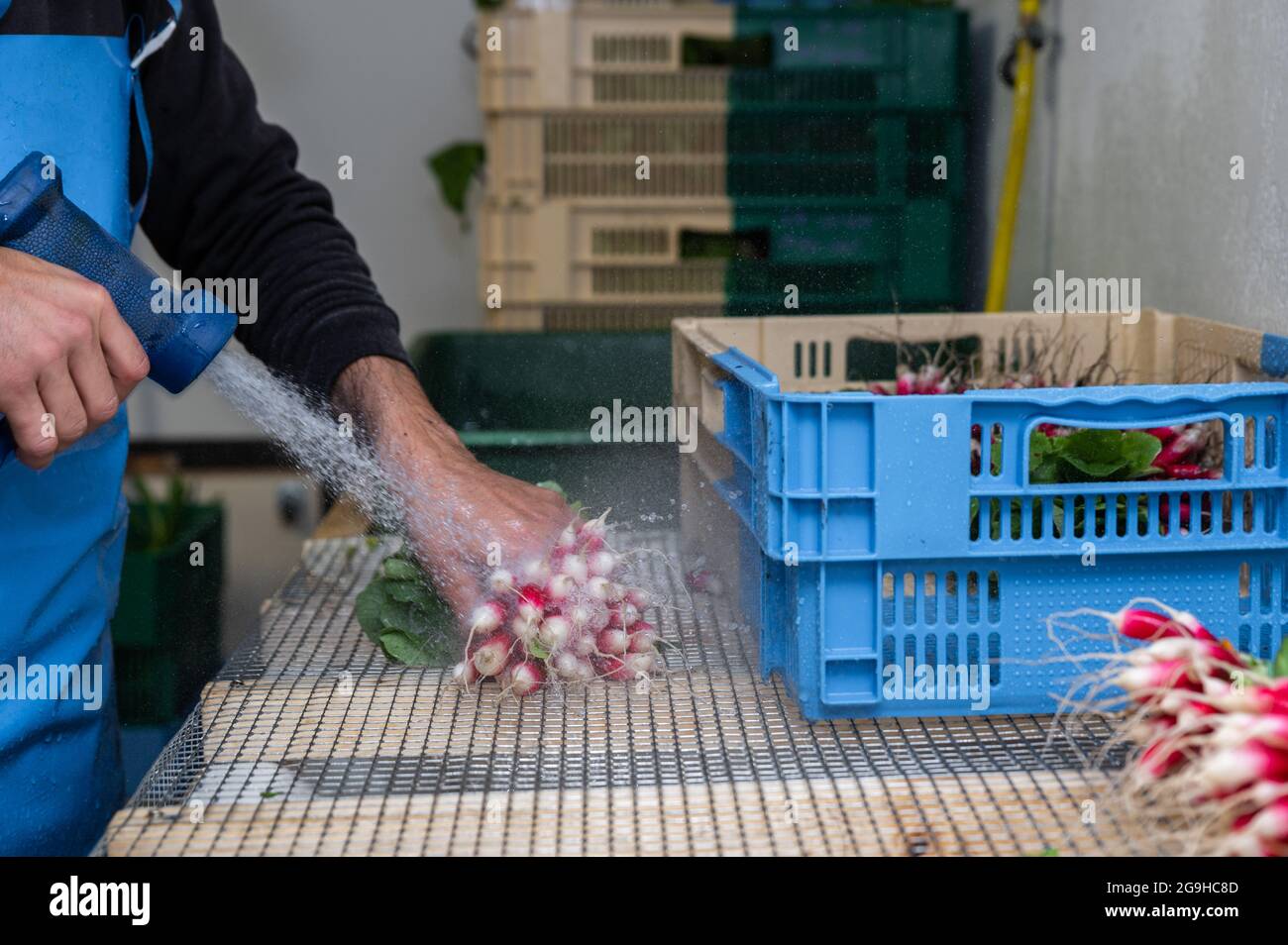 Urban Market Gardening auf einem städtischen Bauernhof Stockfoto
