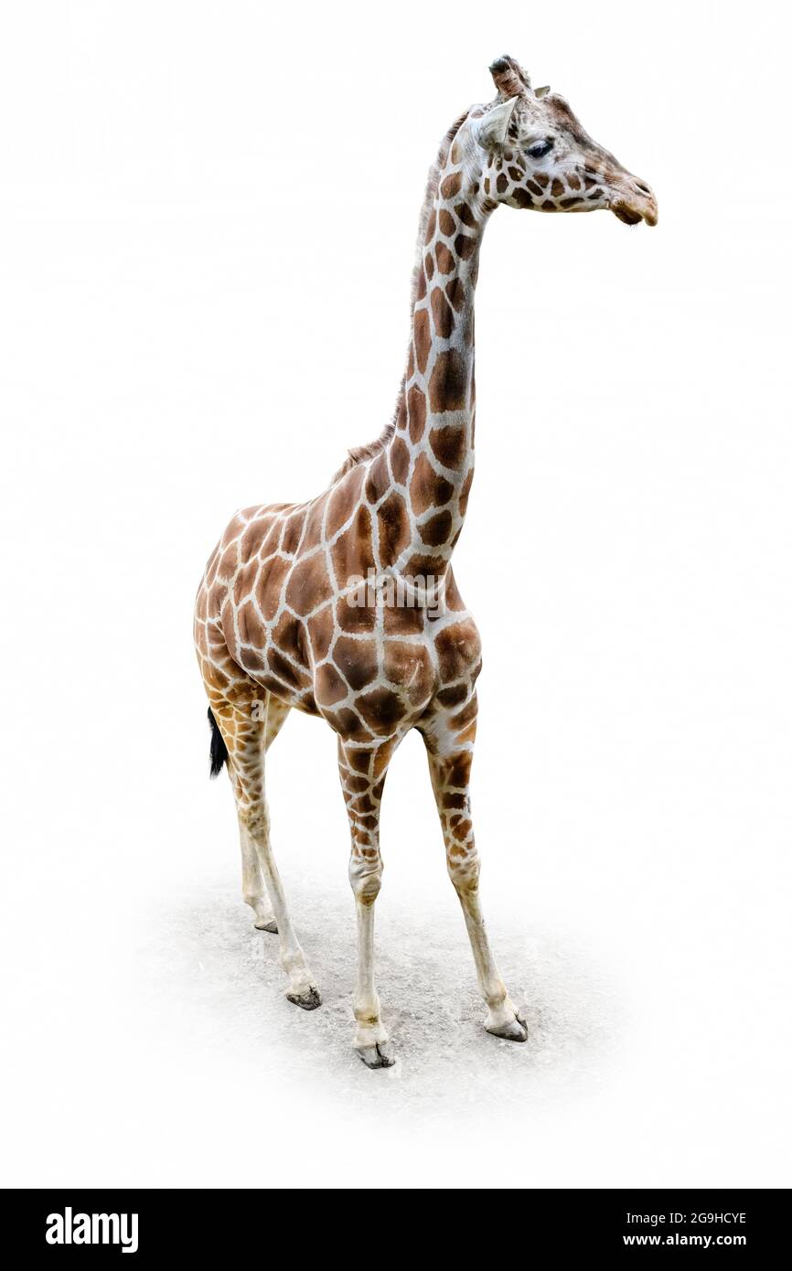 Giraffe stehend, Blick von oben, isoliert auf weißem Hintergrund Stockfoto