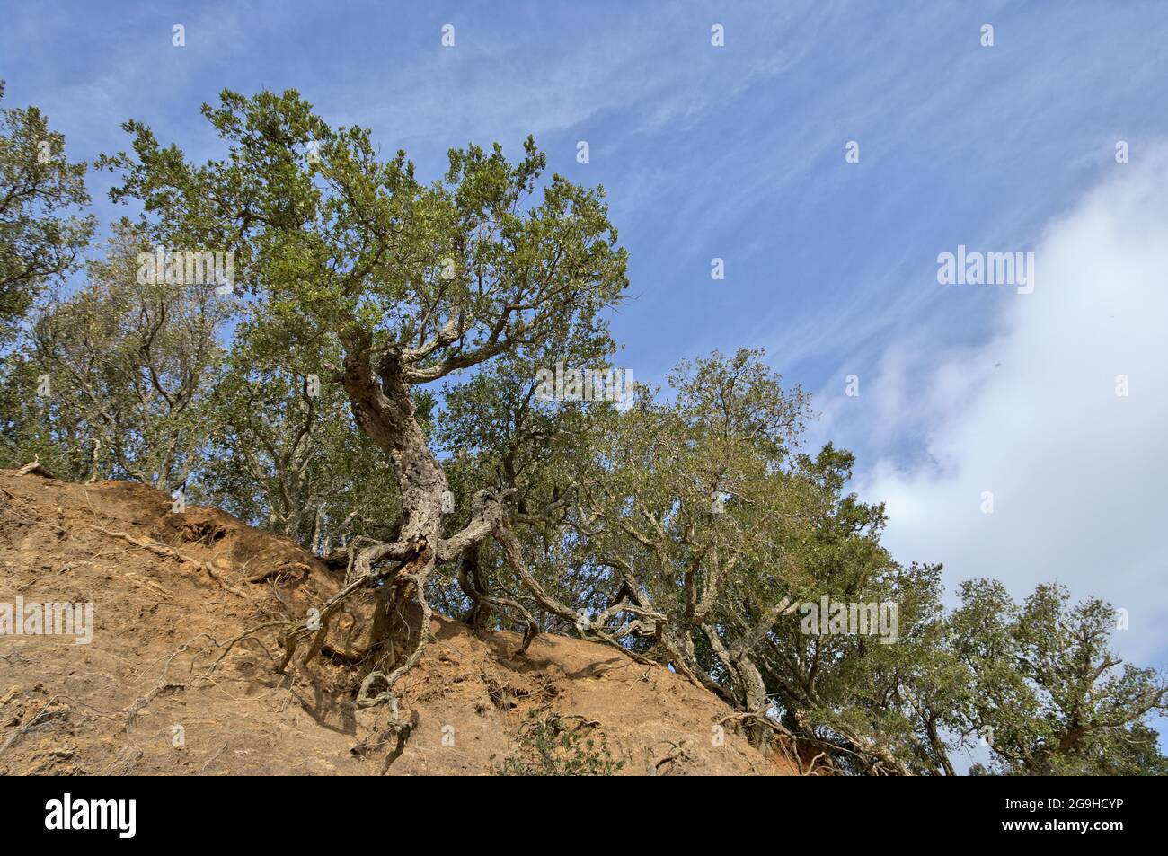 Typischer Baum des Mittelmeers in Sizilien eine Korkeiche mit den Wurzeln durch natürliche Erosion des Bodens ausgesetzt Stockfoto