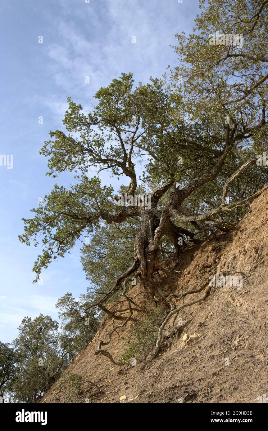 Typischer Baum des Mittelmeers in Sizilien eine Korkeiche mit den Wurzeln durch natürliche Erosion des Bodens ausgesetzt Stockfoto