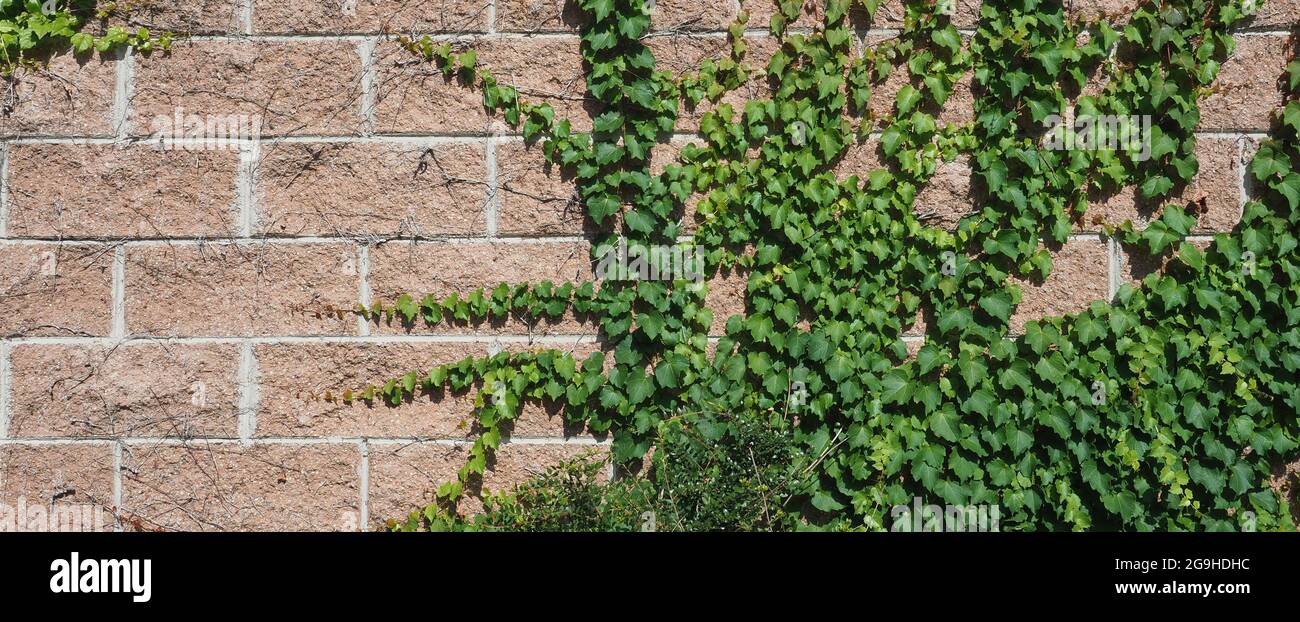 efeu (Hedera) Pflanze über Ziegelwand nützlich als Hintergrund Stockfoto