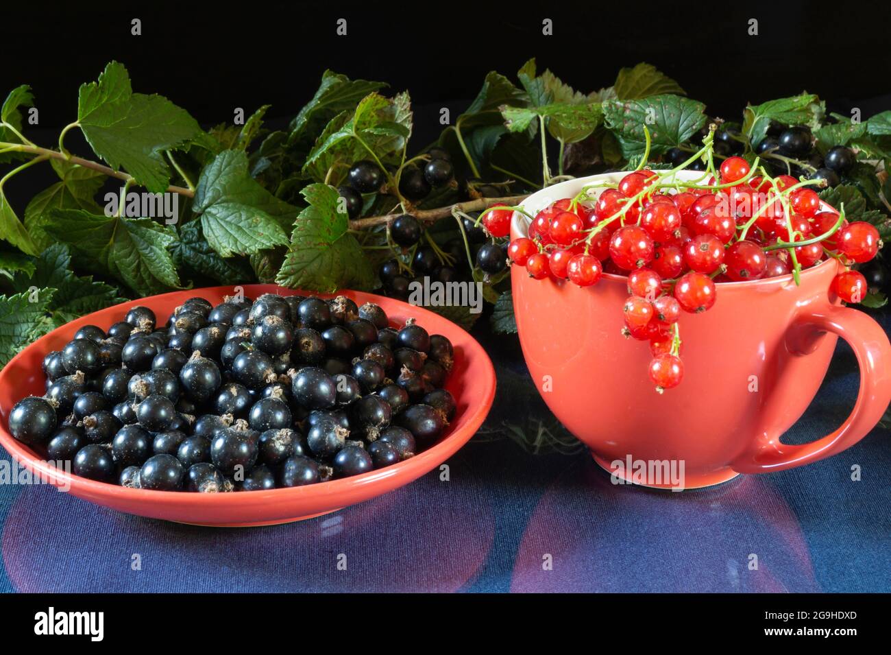 Stillleben mit roten und schwarzen Johannisbeeren auf dem Tisch. Lebensmittel auf schwarzem Hintergrund Stockfoto