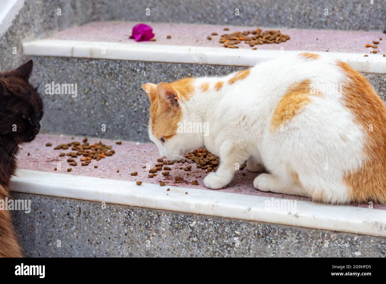 Zwei Katzen essen auf Marmor- und Granittreppen auf der Insel Paros, Naoussa Dorfhaus, Kykladen Griechenland. Nahaufnahme der hungrigen Kätzchen freundliche Kuppel Stockfoto