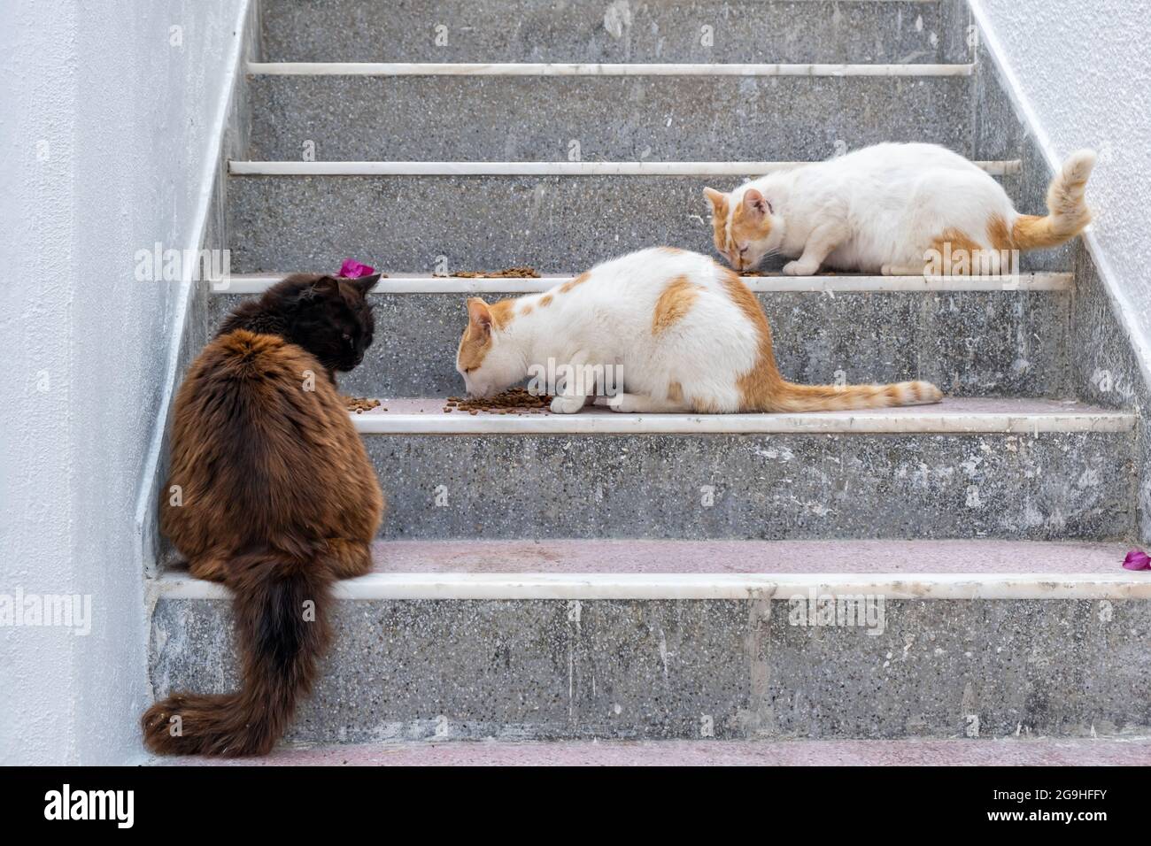 Kätzchen Pause Zeit Konzept. Drei einheimische ägäische Katzen essen auf Marmor- und Granittreppen auf der Insel Paros, dem Dorf Naoussa, Kykladen Griechenland. Th Stockfoto
