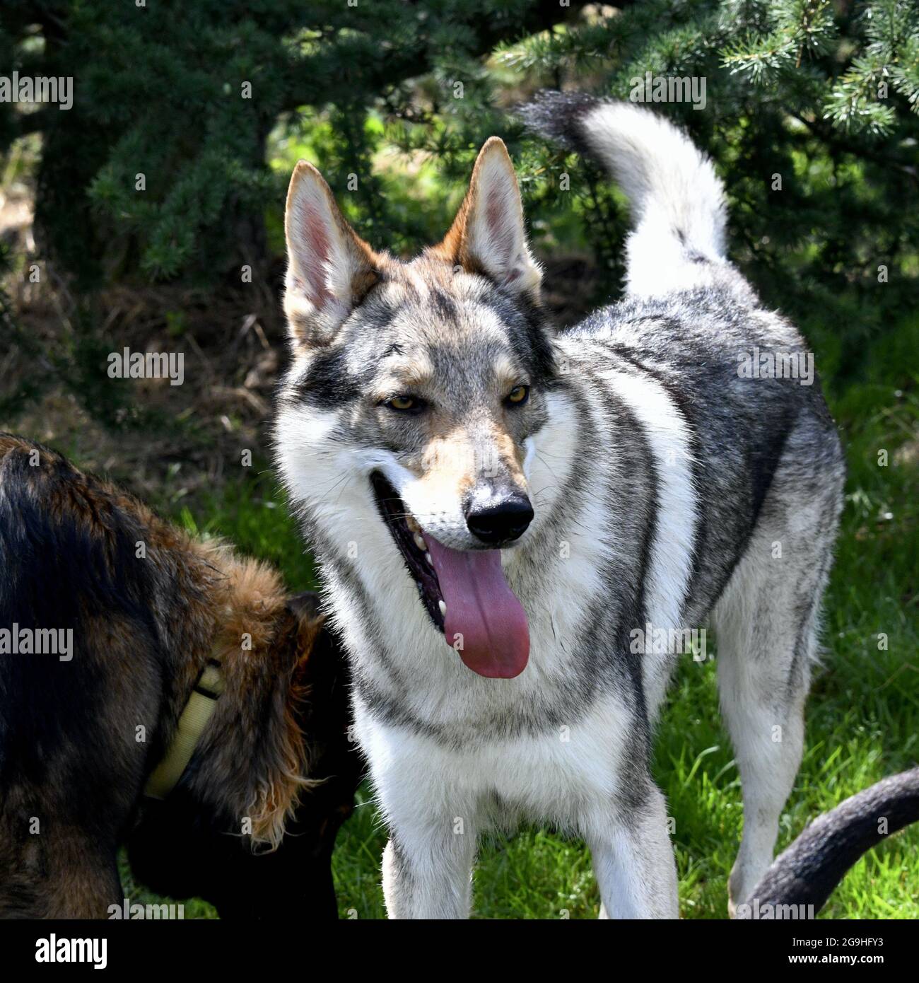 Schöner und kraftvoller tschechoslowakischer Wolf Hund Stockfoto