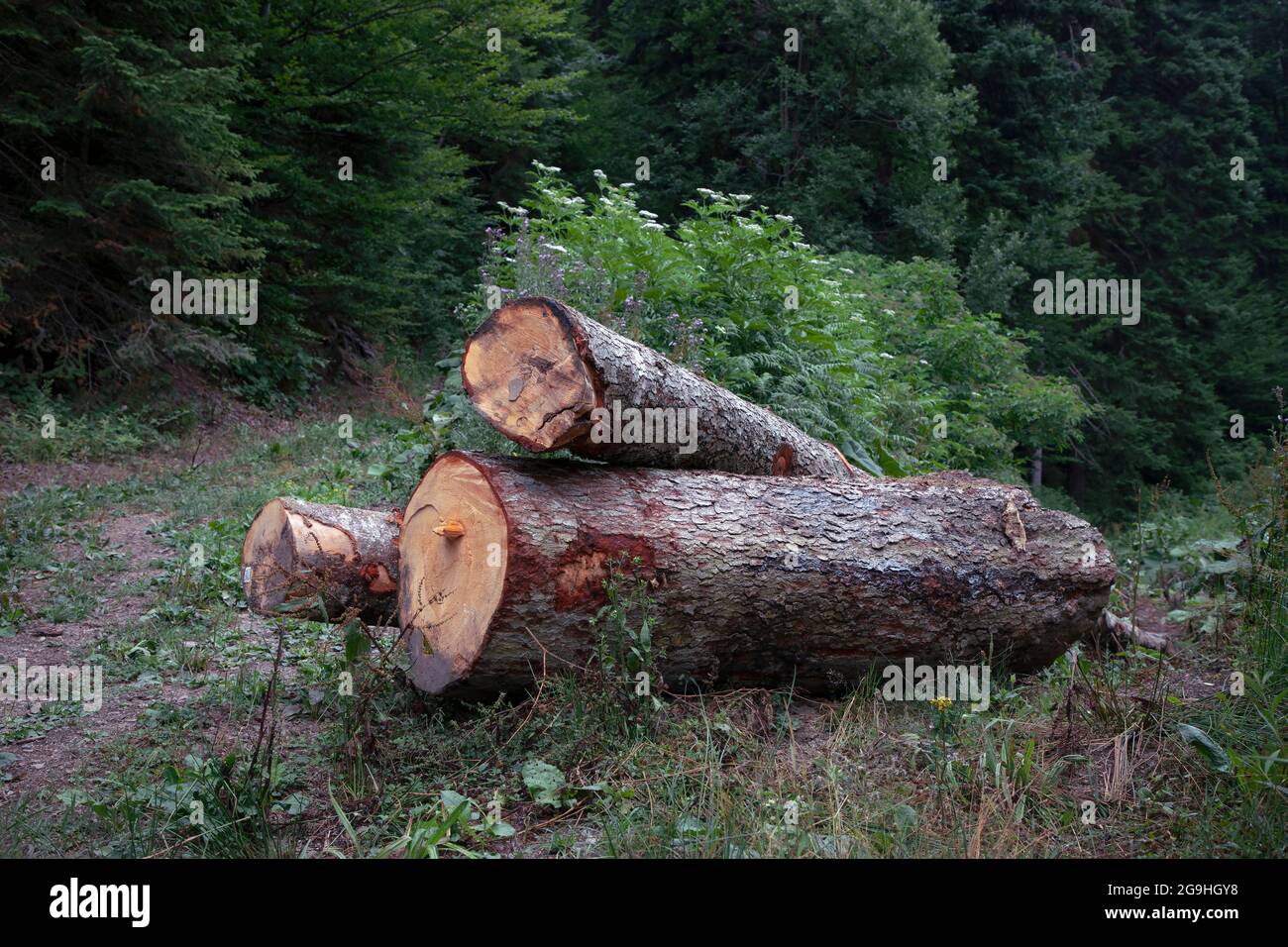 Kiefernholzstämme, die in einem Wald gestapelt sind Stockfoto