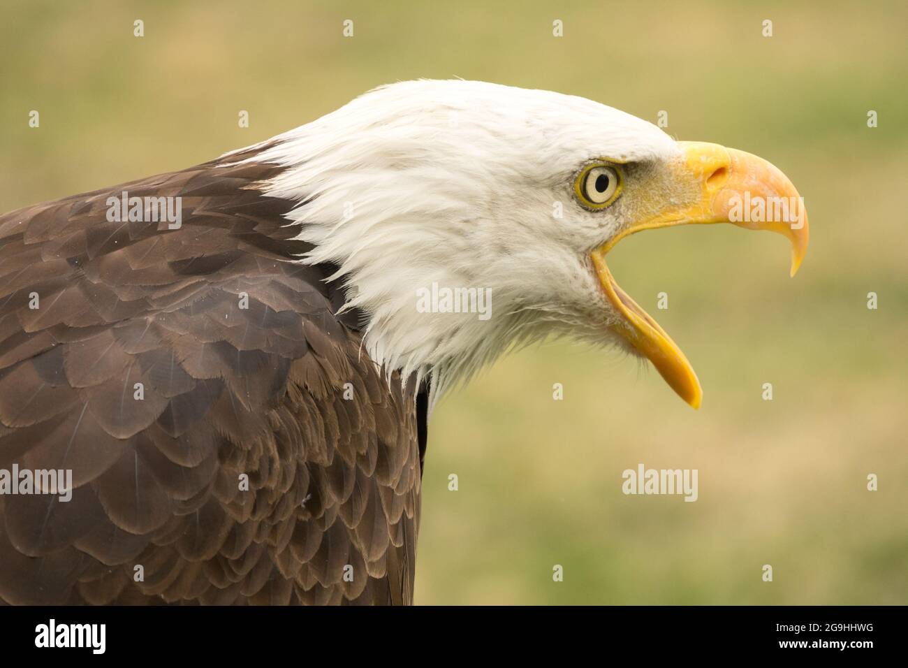 Amerikanischer Weißkopfseeadler, der Haliaeetus leucocephalus mit offenem Schnabel nennt Stockfoto