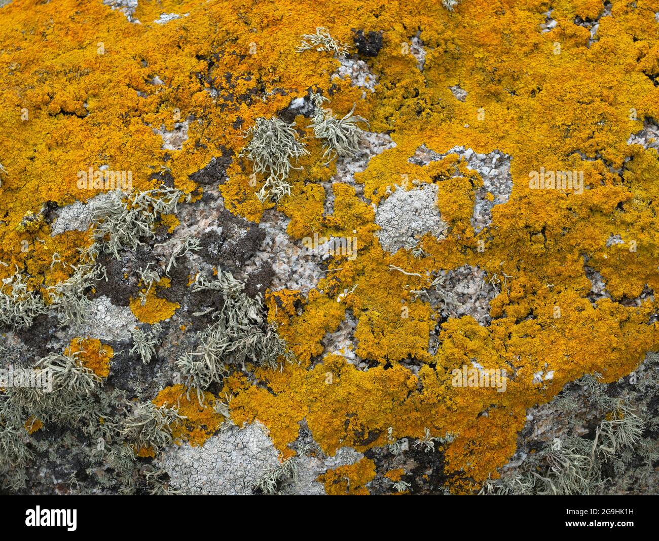 Gemeine Orangenflechte, (Xanthoria parietina) St. Agnes, Isles of Scilly, Cornwall, England, Großbritannien. Stockfoto