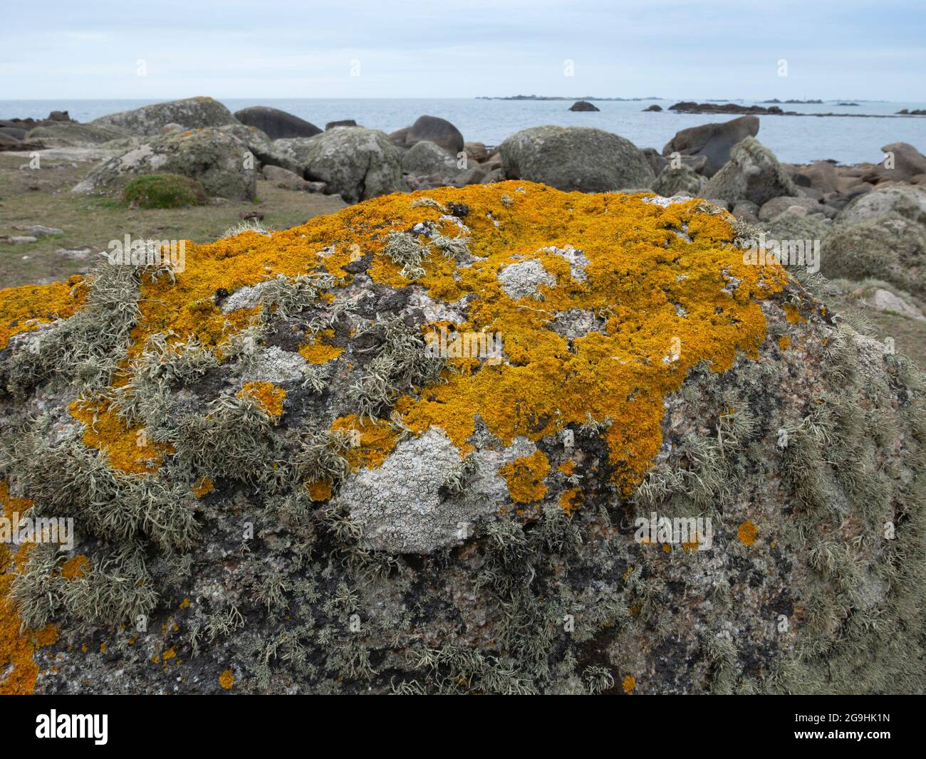 Gemeine Orangenflechte, (Xanthoria parietina) St. Agnes, Isles of Scilly, Cornwall, England, Großbritannien. Stockfoto