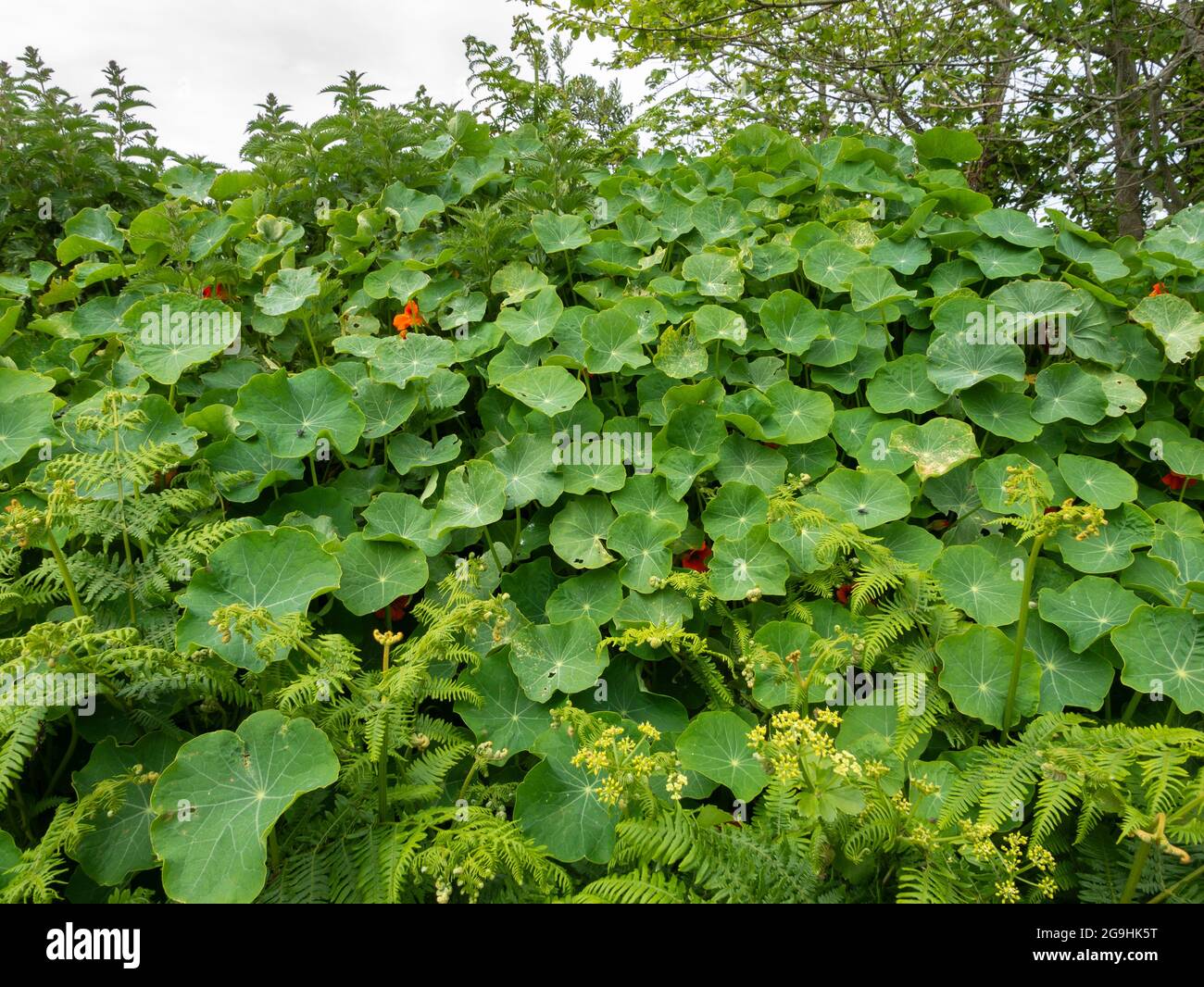 Kapuzinerkresse (Tropaeolum majus), die in Hecken wächst, St. Agnes, Isles of Scilly, Cornwall, England, VEREINIGTES KÖNIGREICH. Stockfoto