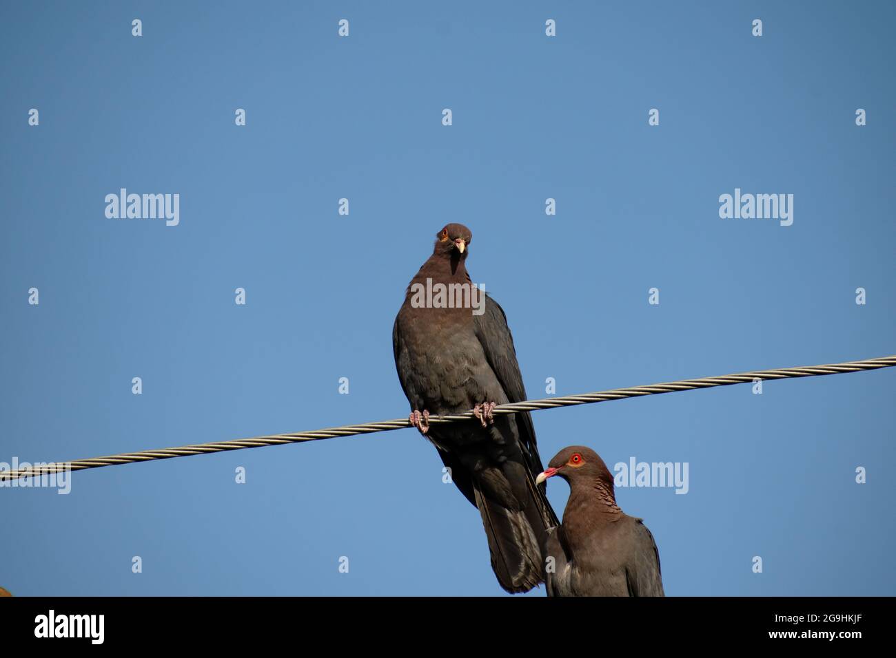 Eine graue schuppige Taube oder Patagioenas squamosa mit kastanienbraunem Gefieder und einem schuppigen Nacken sitzt auf einem Draht, ein zweiter sitzt unten an einer Seitenansicht. Stockfoto