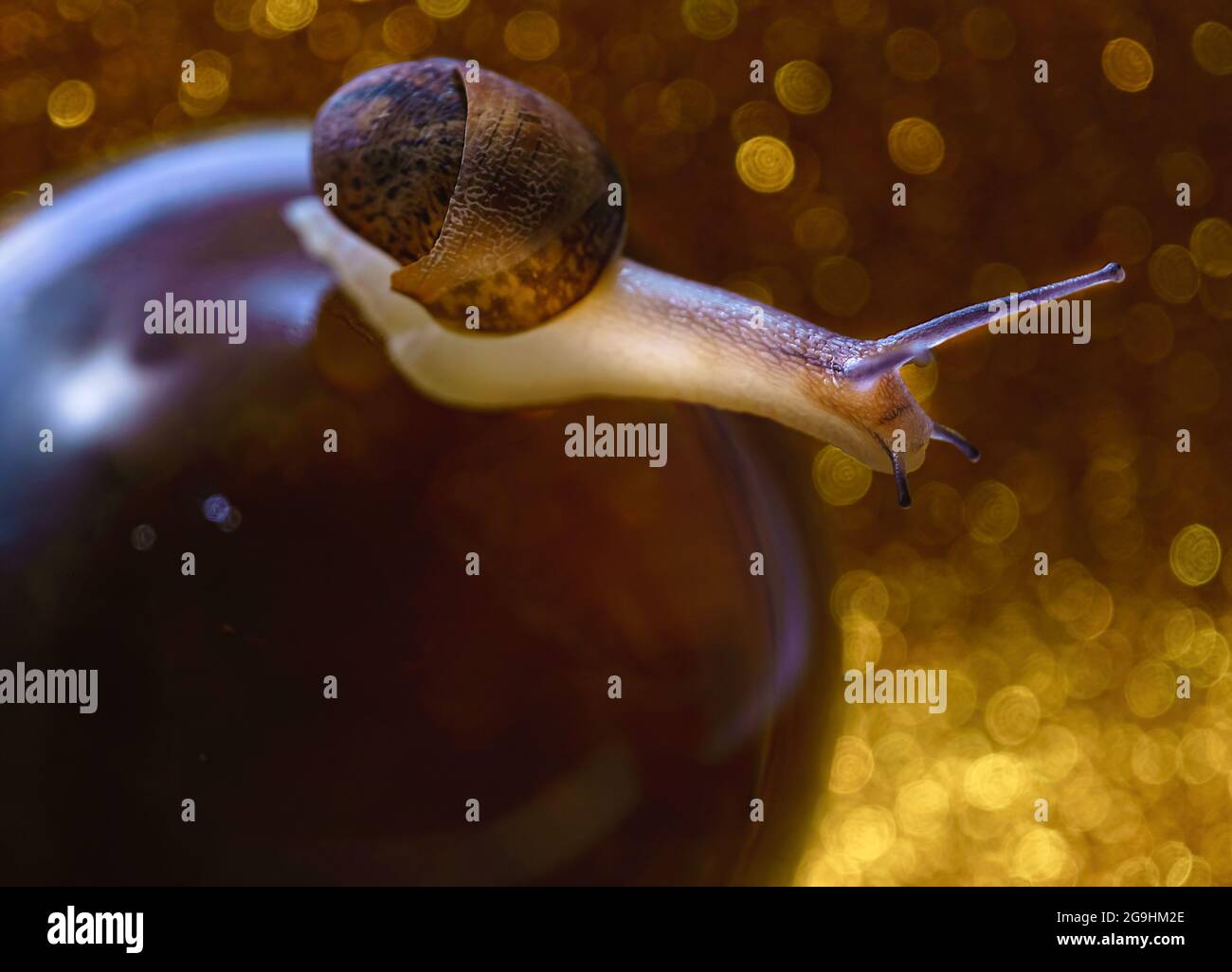 Schnecke gleitet auf Kristallkugel und goldenem Hintergrund Stockfoto