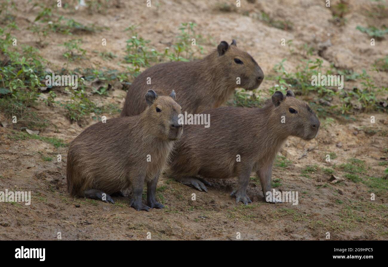 Familiengruppe von Capybara (Hydrochoerus hydrochaeris), die am Flussufer von Pampas del Yacuma, Bolivien, aufsteht. Stockfoto