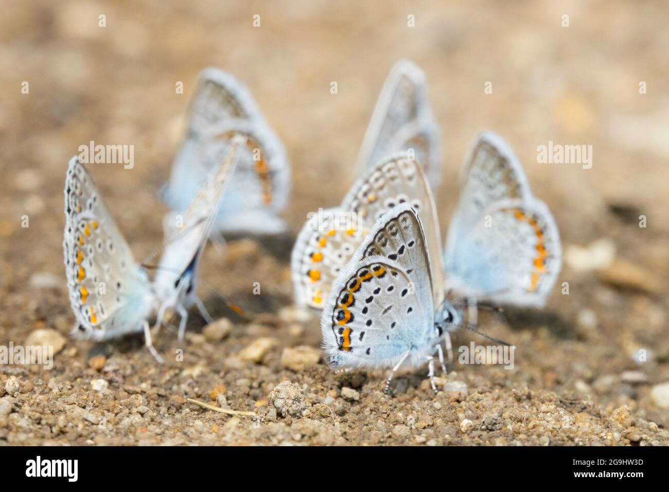 Plebejus argyrognomon Reverdins blaue Schmetterlinge auf nassem Boden saugen Salz und Mineralien Stockfoto