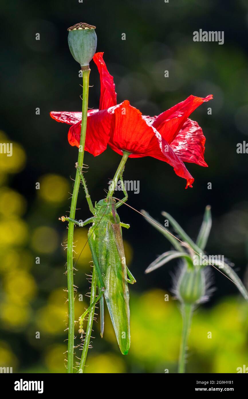 Große grüne Busch-Cricket (Tettigonia viridissima) adultes Weibchen / Imago auf roter Blume des gemeinen Mohns (Papaver rhoeas) auf der Wiese im Sommer Stockfoto