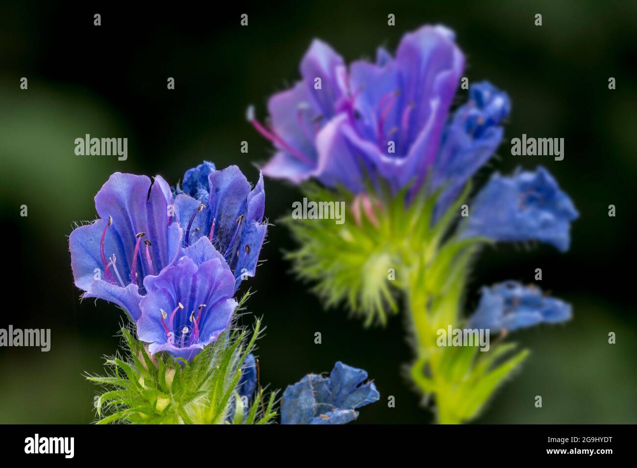 Viper-Bugloss / Blaubeed (Echium vulgare) blüht im Sommer Stockfoto