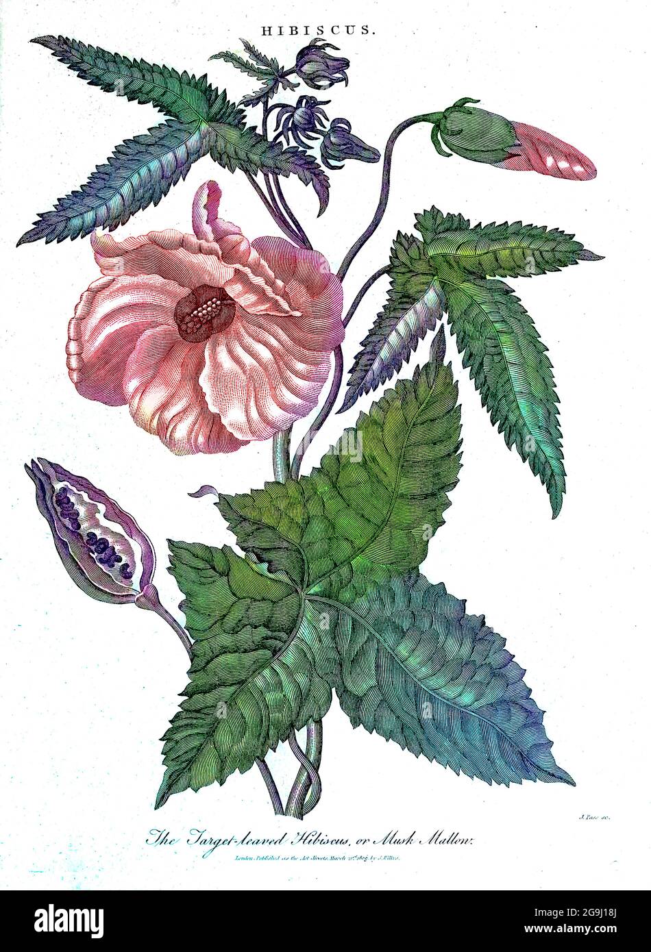 Maschinell koloriertes Zielblättriger Hibiskus- oder Moschusmalven (Hibiscus Abelmoschus) Kupferstich aus der Encyclopedia Londinensis OR, Universal Dictionary of Arts, Sciences, and Literature; Band IX; herausgegeben von Wilkes, John. Veröffentlicht 1811 in London Stockfoto