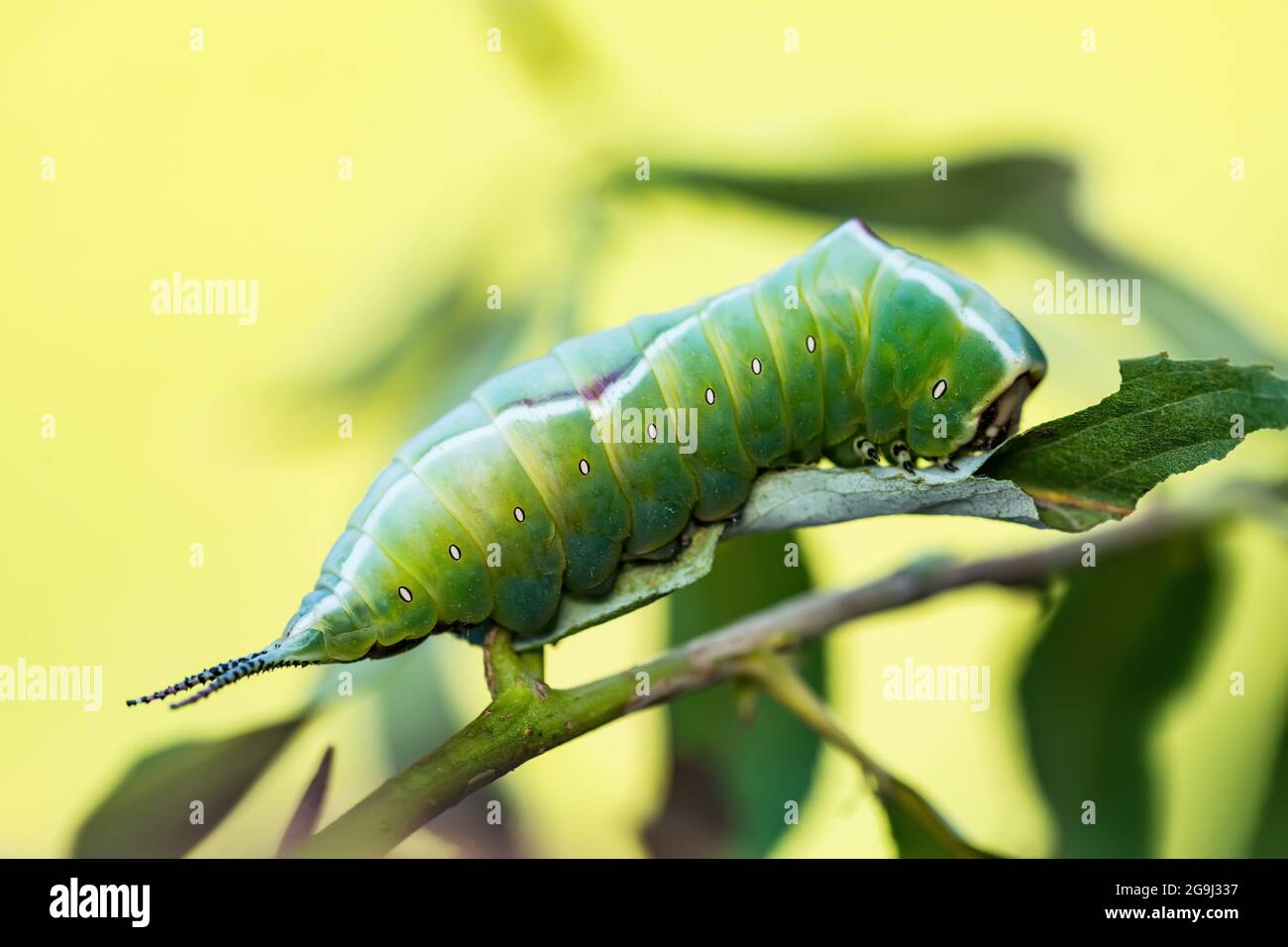 Cerura Vinula oder Puss Moth Caterpillar auf grünem Hintergrund Makro Stockfoto Cerura Vinula oder Puss Moth Caterpillar auf grünem Hintergrund Makro Stockfoto
