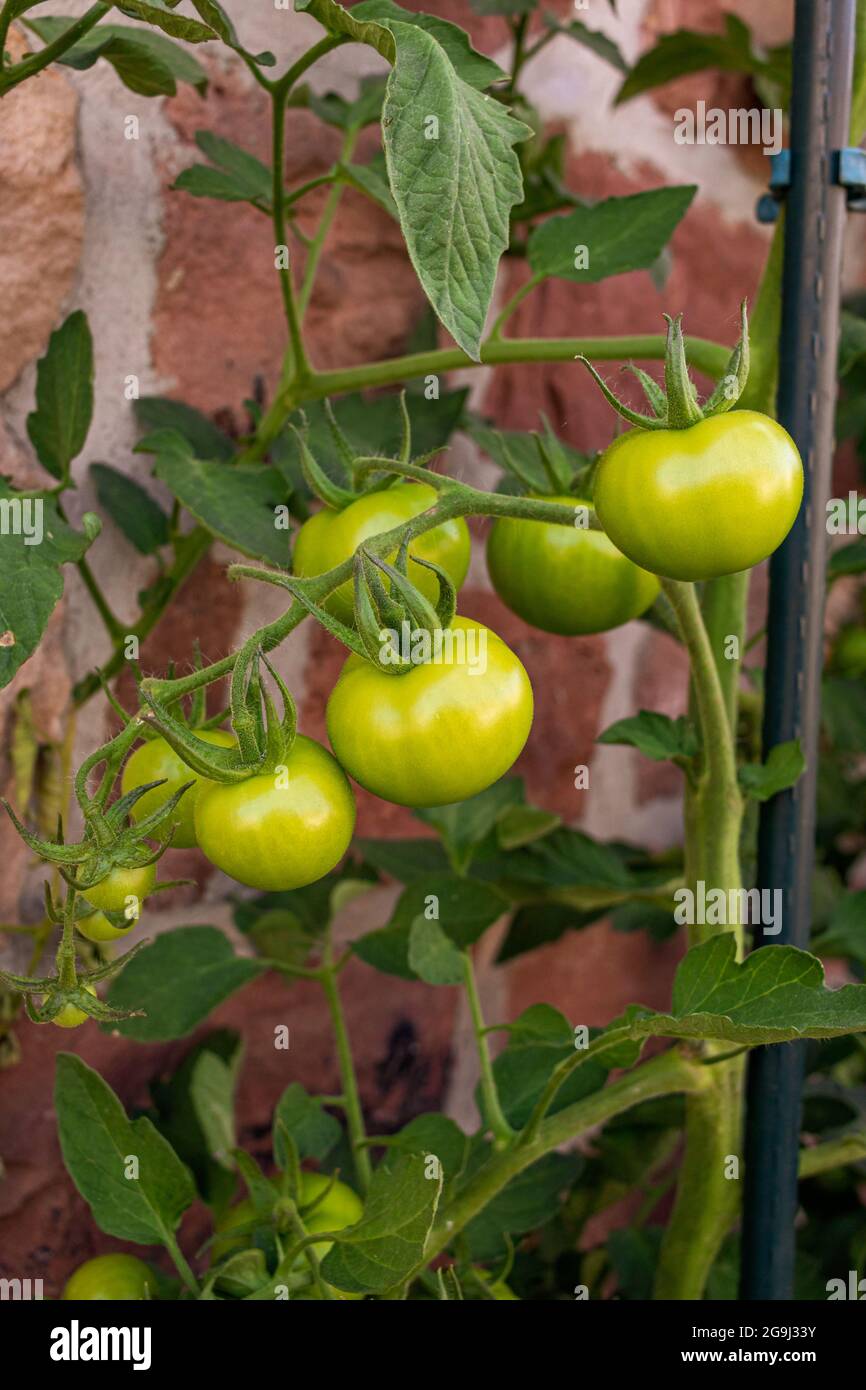 Junge Tomatenpflanze wächst im Garten mit grünen Tomaten mit roten Sandstein Ziegelwand im Hintergrund Stockfoto