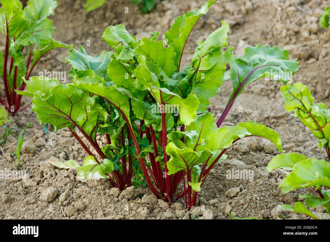 Junge Rote Beete auf dem Feld Stockfoto