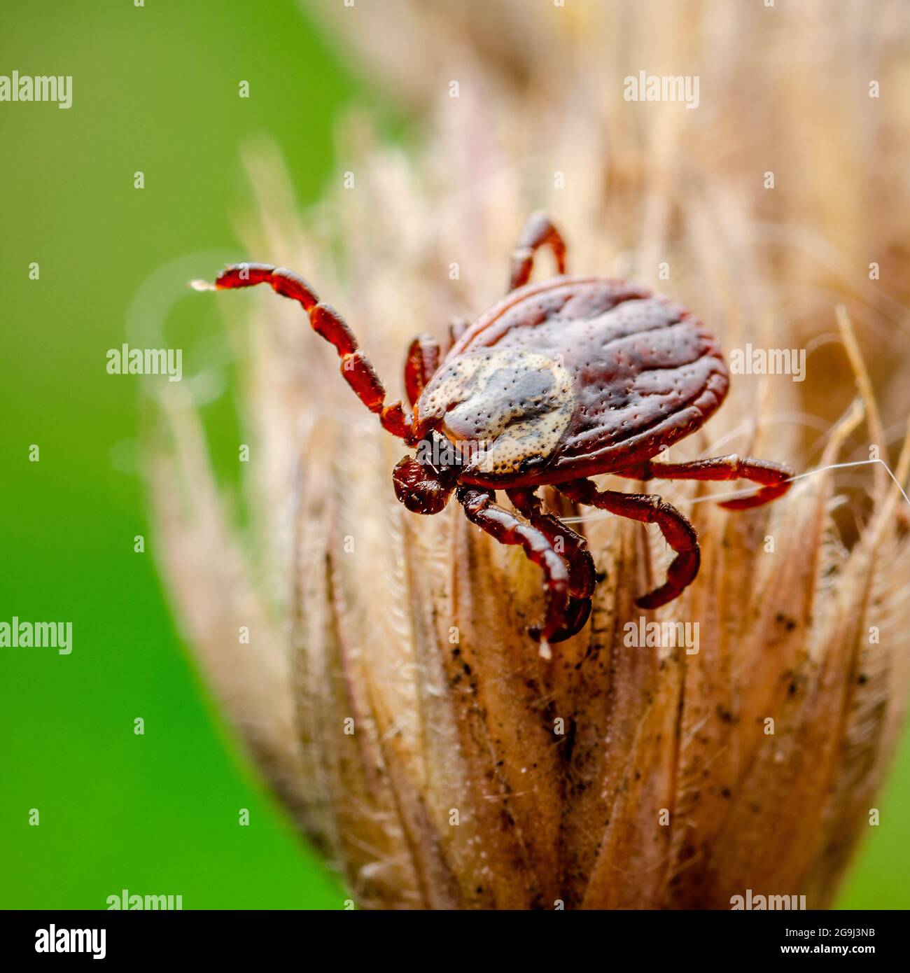 Encephalitis Virus oder Lyme-Borreliose oder Affenfieber Infektiöse Dermacentor Tick Arachnid Parasit Insect Milbe kriechen auf Gras Stockfoto