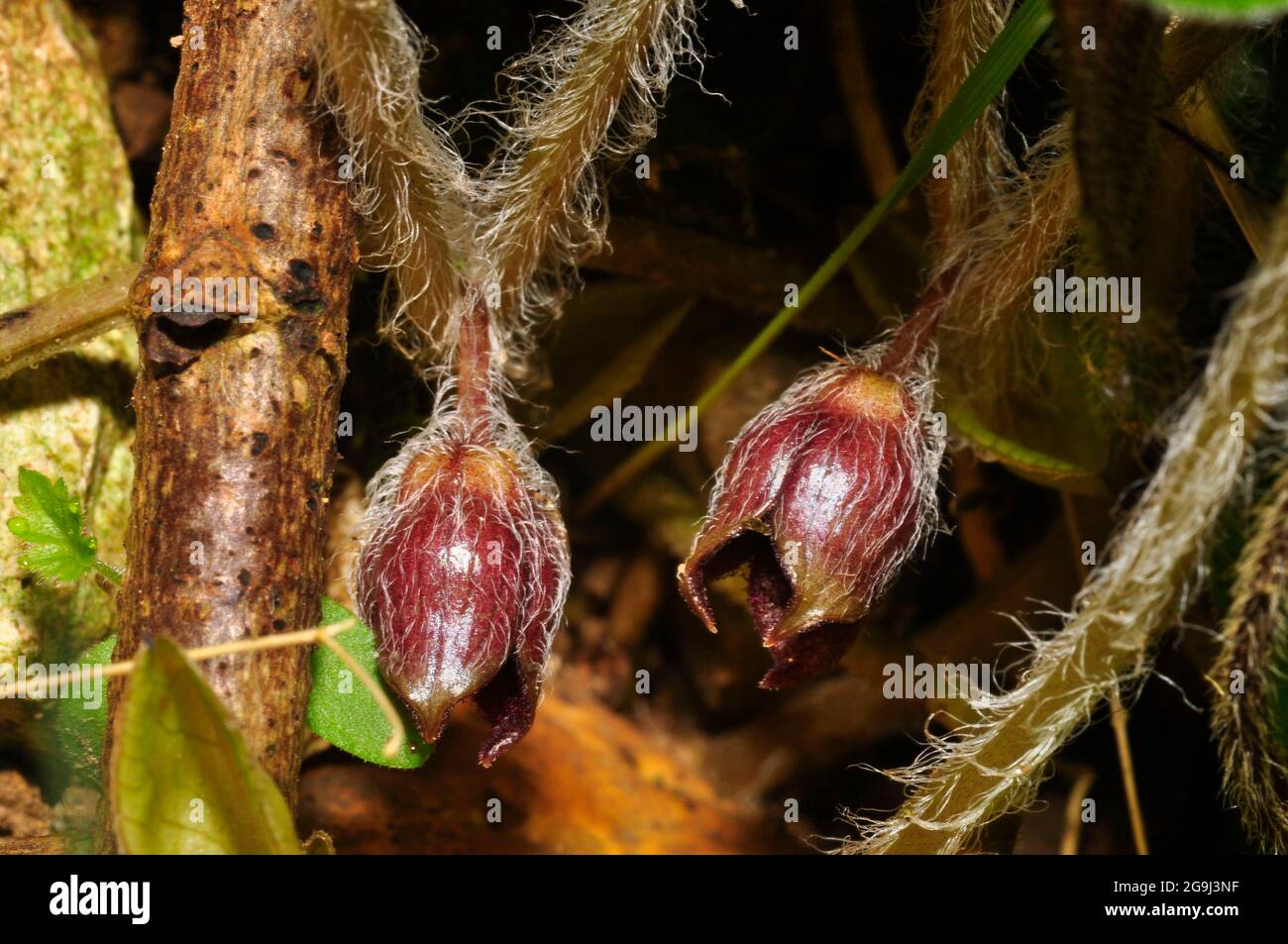 Asarabacca Blume 'Asarum Europaeum', europäischer wilder Ingwer, wilder Stachelrochen und Haselkraut, ist eine blühende Pflanze in der Familie der Geburtswürze Stockfoto